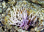 photo de amphiroa rigide, Amphiroa rigida